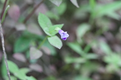 Torenia lindernioides